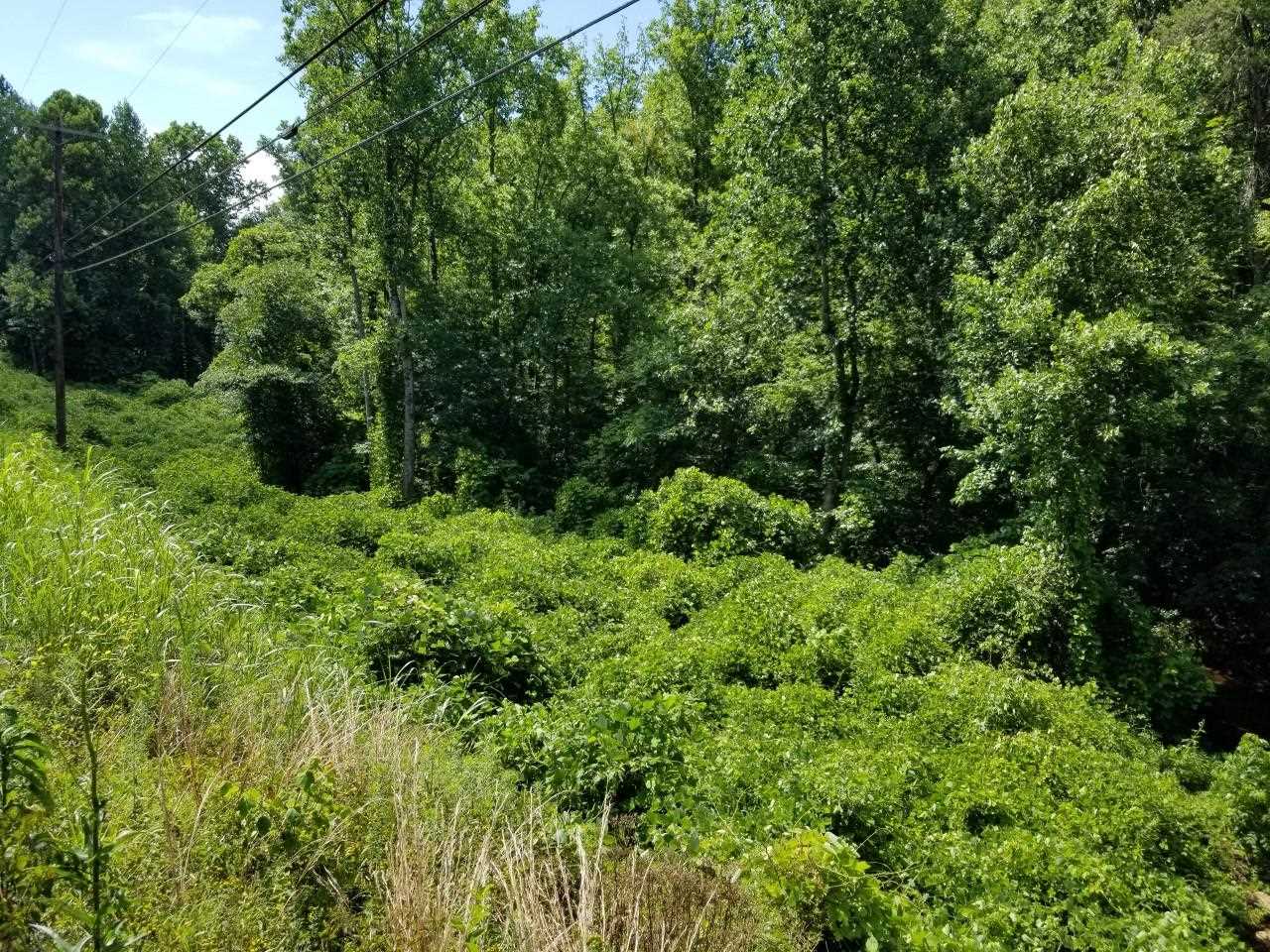 9 Mill Spring Mill Spring, NC 28756 - Photo 6 of 22
