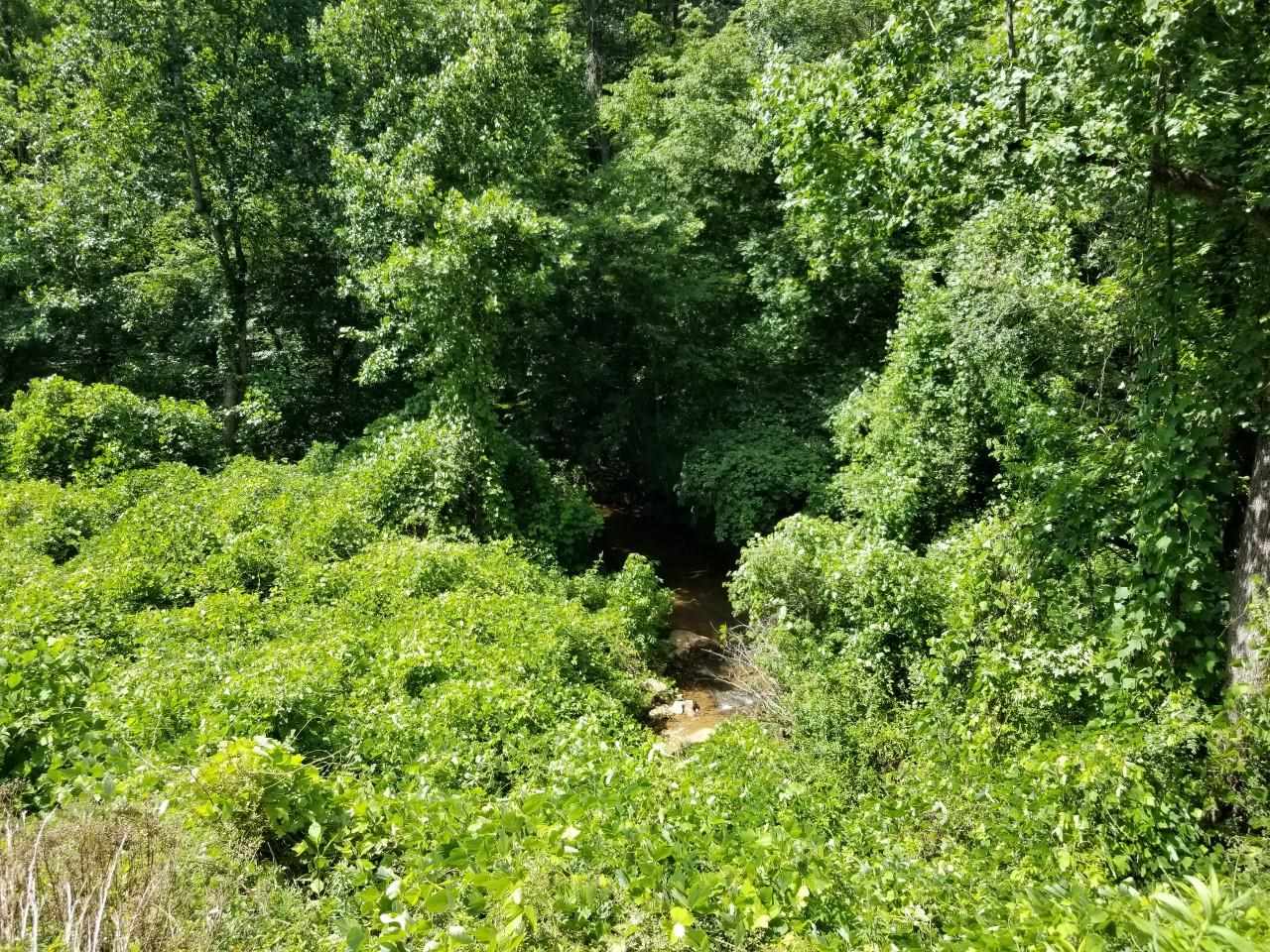 9 Mill Spring Mill Spring, NC 28756 - Photo 8 of 22