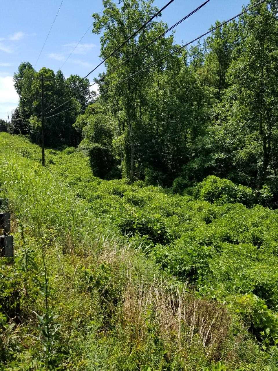9 Mill Spring Mill Spring, NC 28756 - Photo 10 of 22