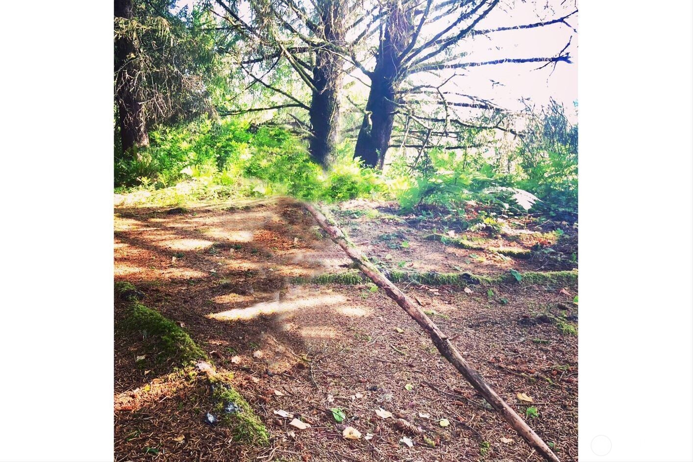 0 South Valley Road, Unit LOT 5 Naselle, WA 98638 - Photo 11 of 11 a view of a yard with plants and a large tree