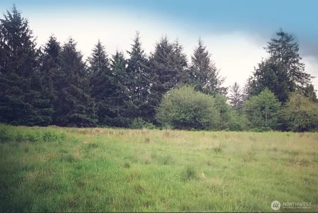 a view of a yard with a tree