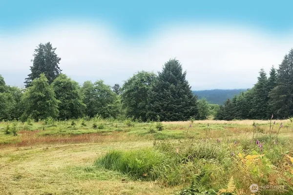 a view of a yard with a tree