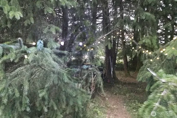 a view of forest