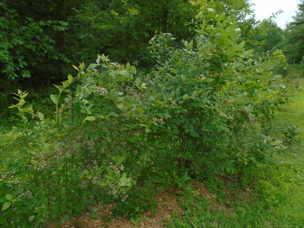149 River Road Benton, ME 04901 - Photo 21 of 26 Blueberry Bushes