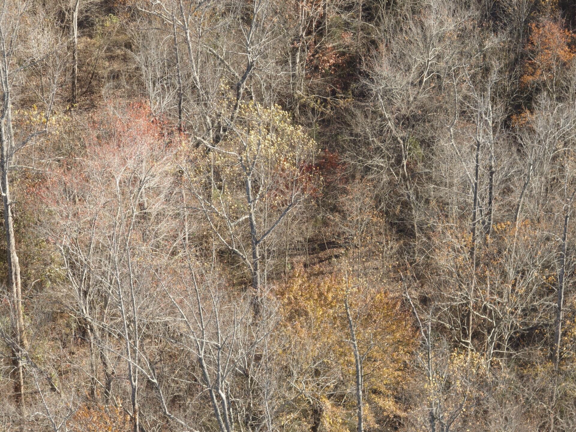 0 Beulah Road Rocky Mount, VA 24151 - Photo 88 of 90 Dykstra - 7