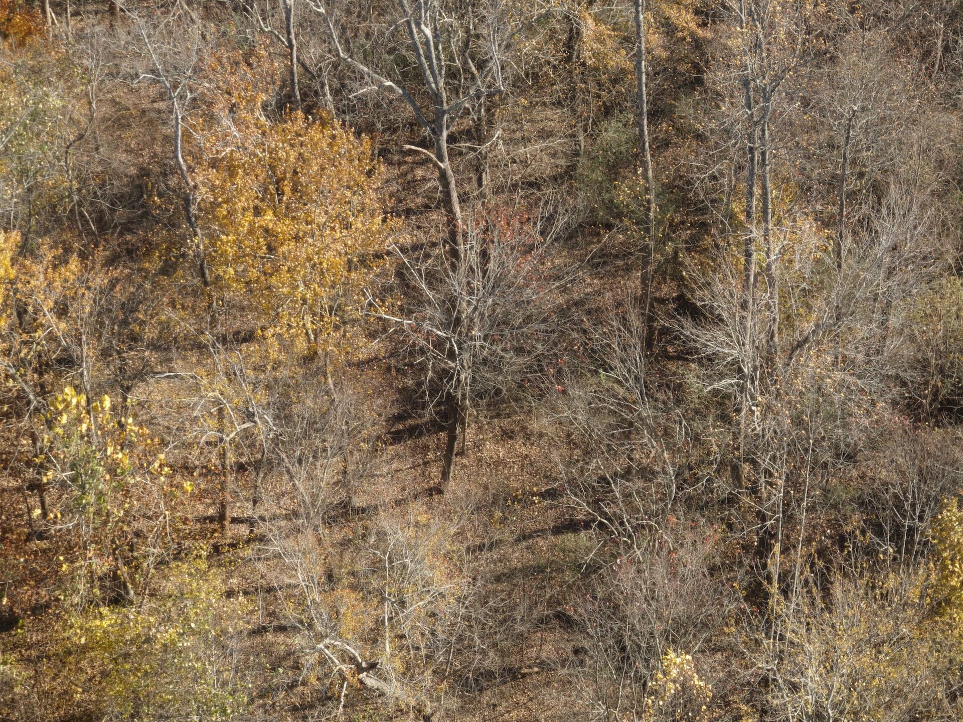 0 Beulah Road Rocky Mount, VA 24151 - Photo 89 of 90 Dykstra - 6