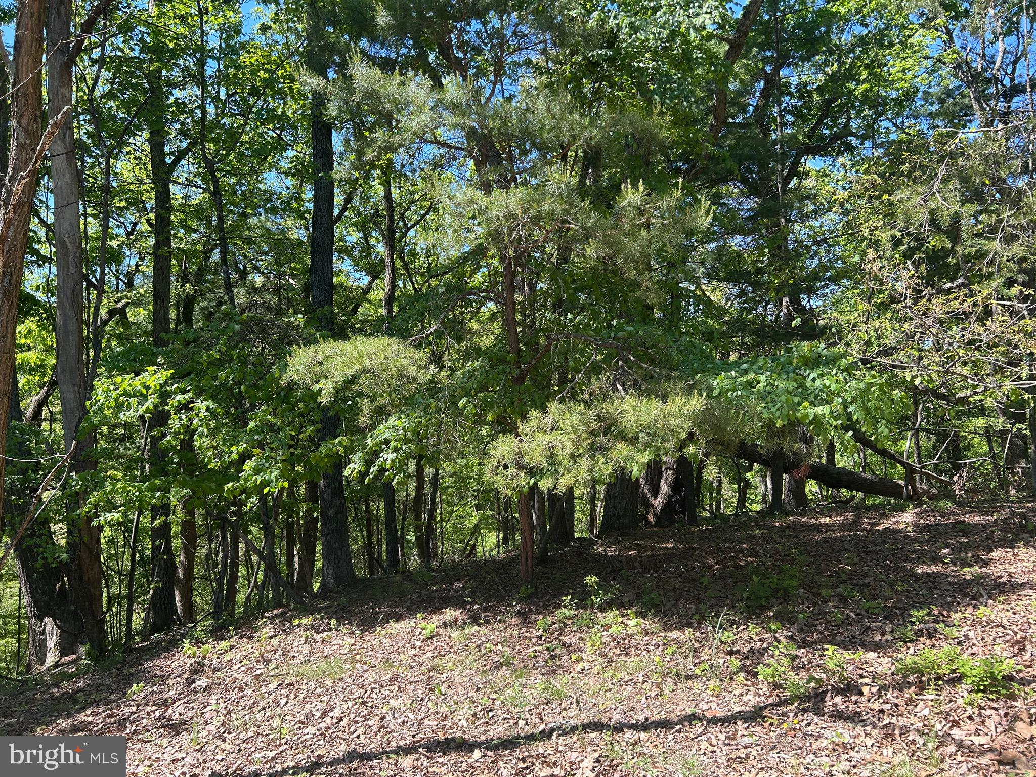 South Timber Ridge Road Cross Junction, VA 22625 - Photo 17 of 32 a view of a yard