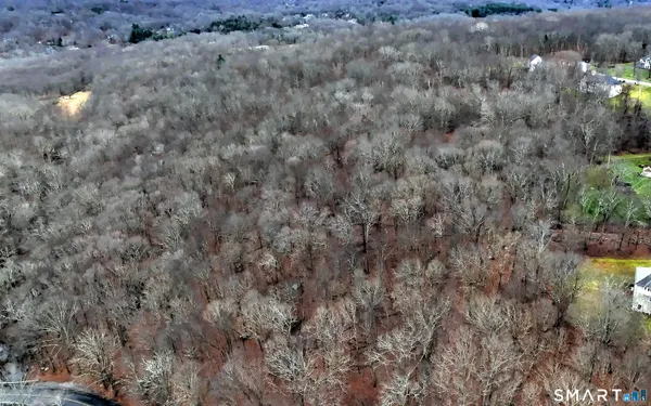 a view of a forest from a tree