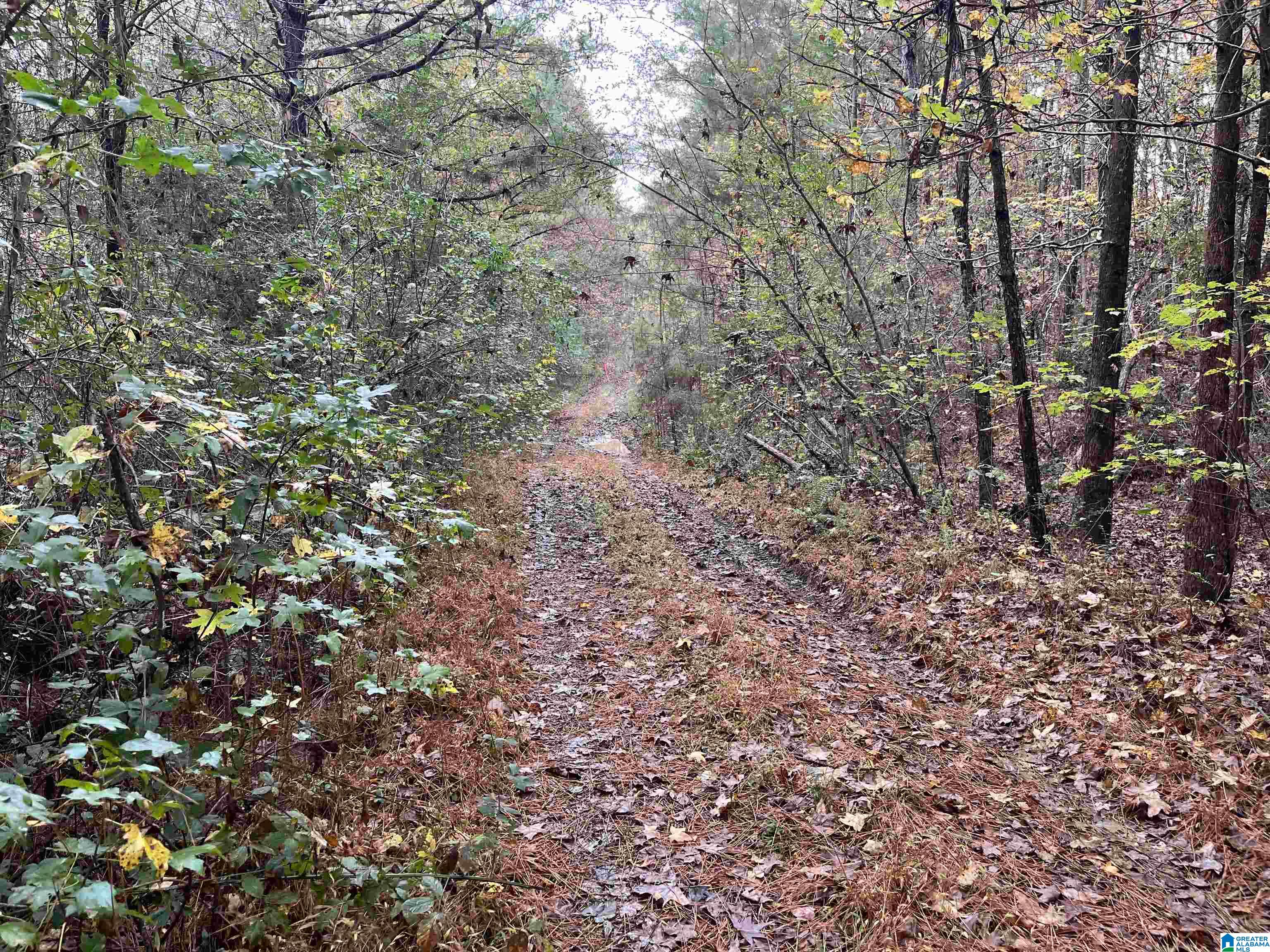 83-acres Byler Road, Unit 83 ACRES Haleyville, AL 35565 - Photo 3 of 19