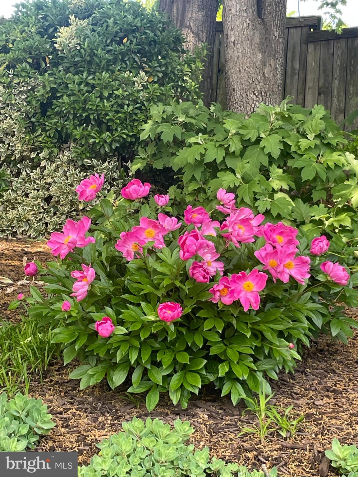 6730 Anders Terrace Springfield, VA 22151 - Photo 31 of 38 Peonies