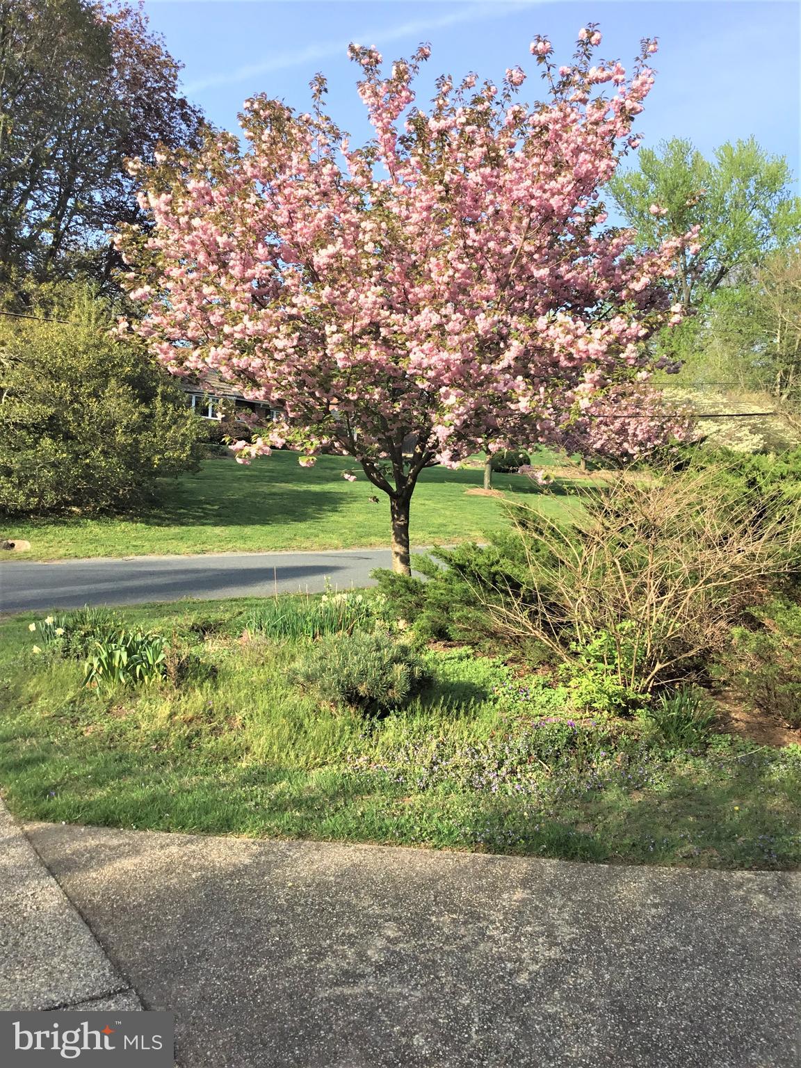 717 Milestone Drive Silver Spring, MD 20901 - Photo 47 of 52 Spring Blooms