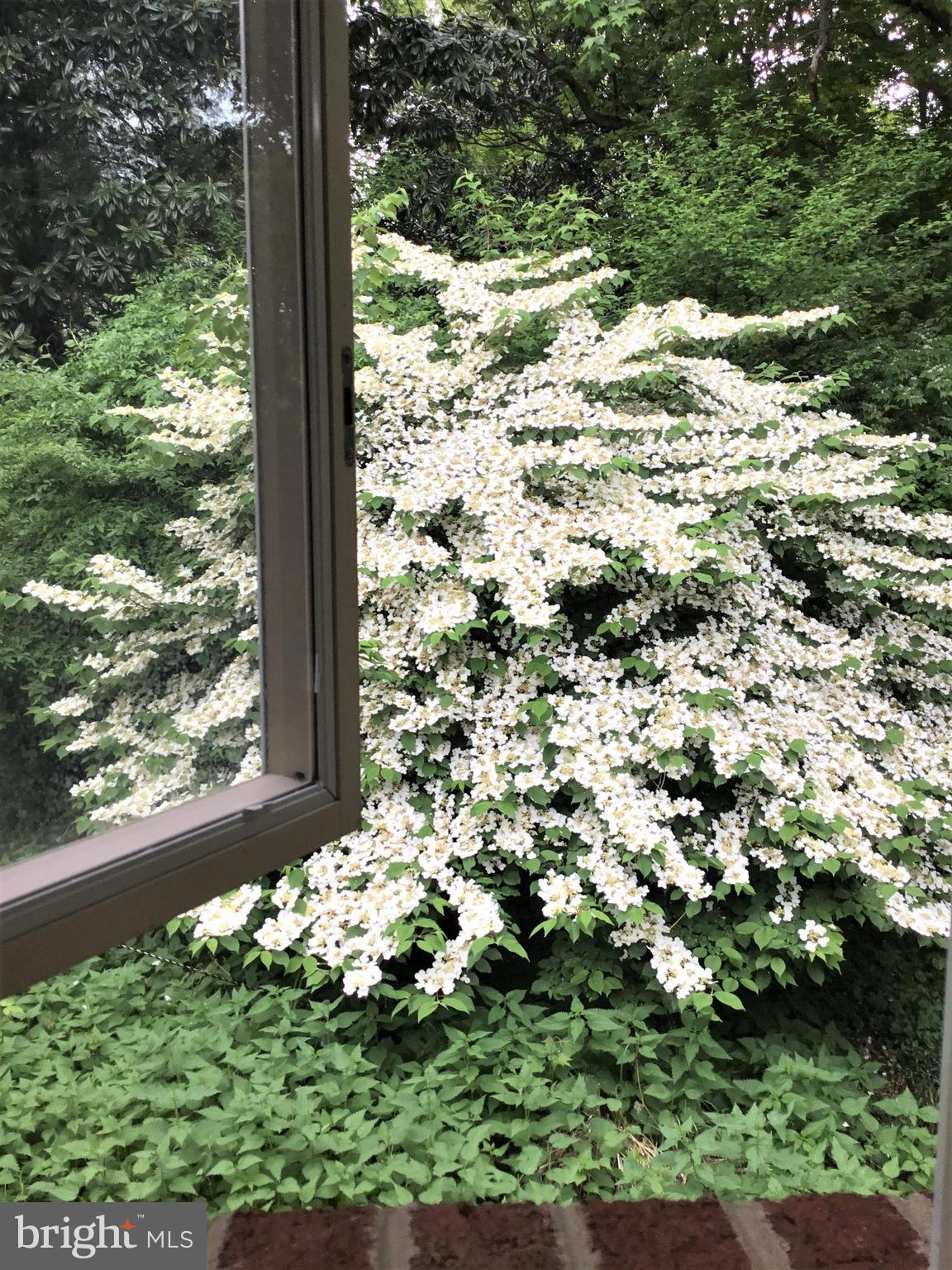 717 Milestone Drive Silver Spring, MD 20901 - Photo 49 of 52 Spring Blooms - View from Master Bath