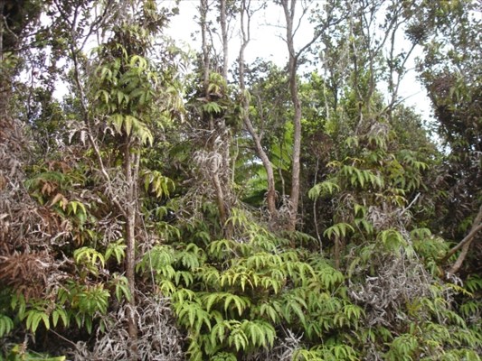 9th Street Volcano, HI 96785 - Photo 1 of 3 Gallery Image 1