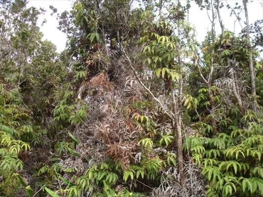 9th Street Volcano, HI 96785 - Photo 2 of 3 Gallery Image 2