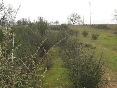 0 Crestview Valley Springs, CA 95252 - Photo 4 of 8 a view of a field