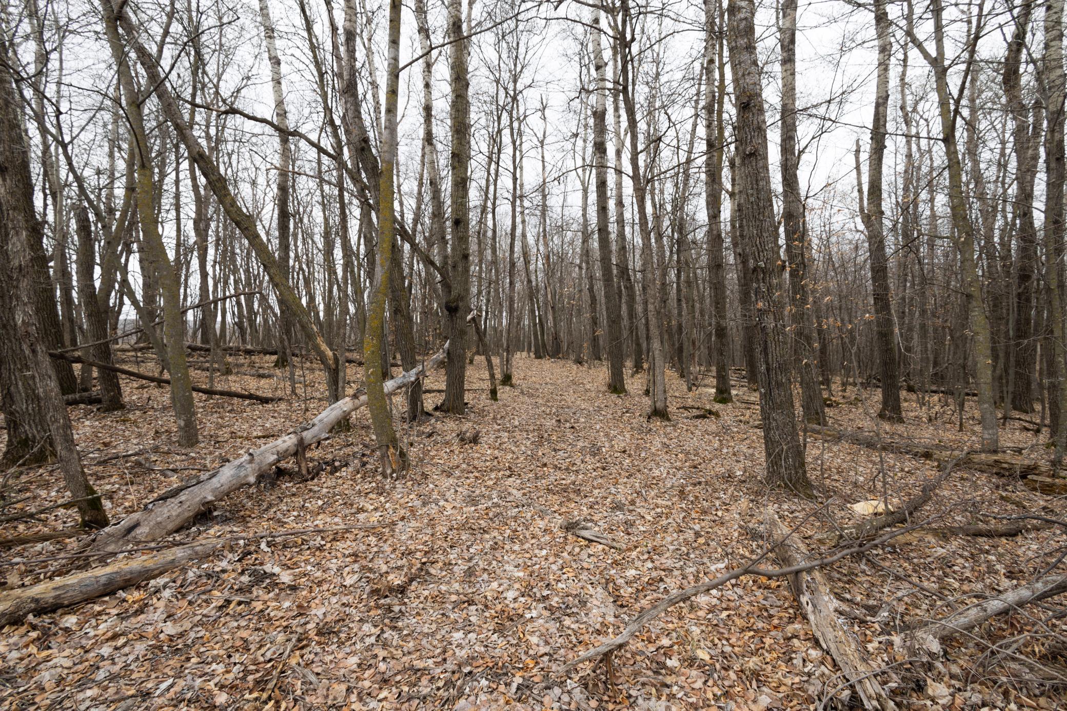 Lot 3 Sayler's Beach Road Lake Park, MN 56554 - Photo 3 of 10