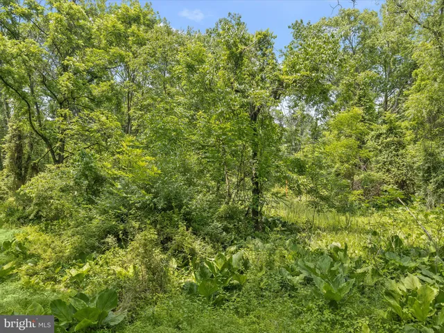 a view of a lush green forest with large trees
