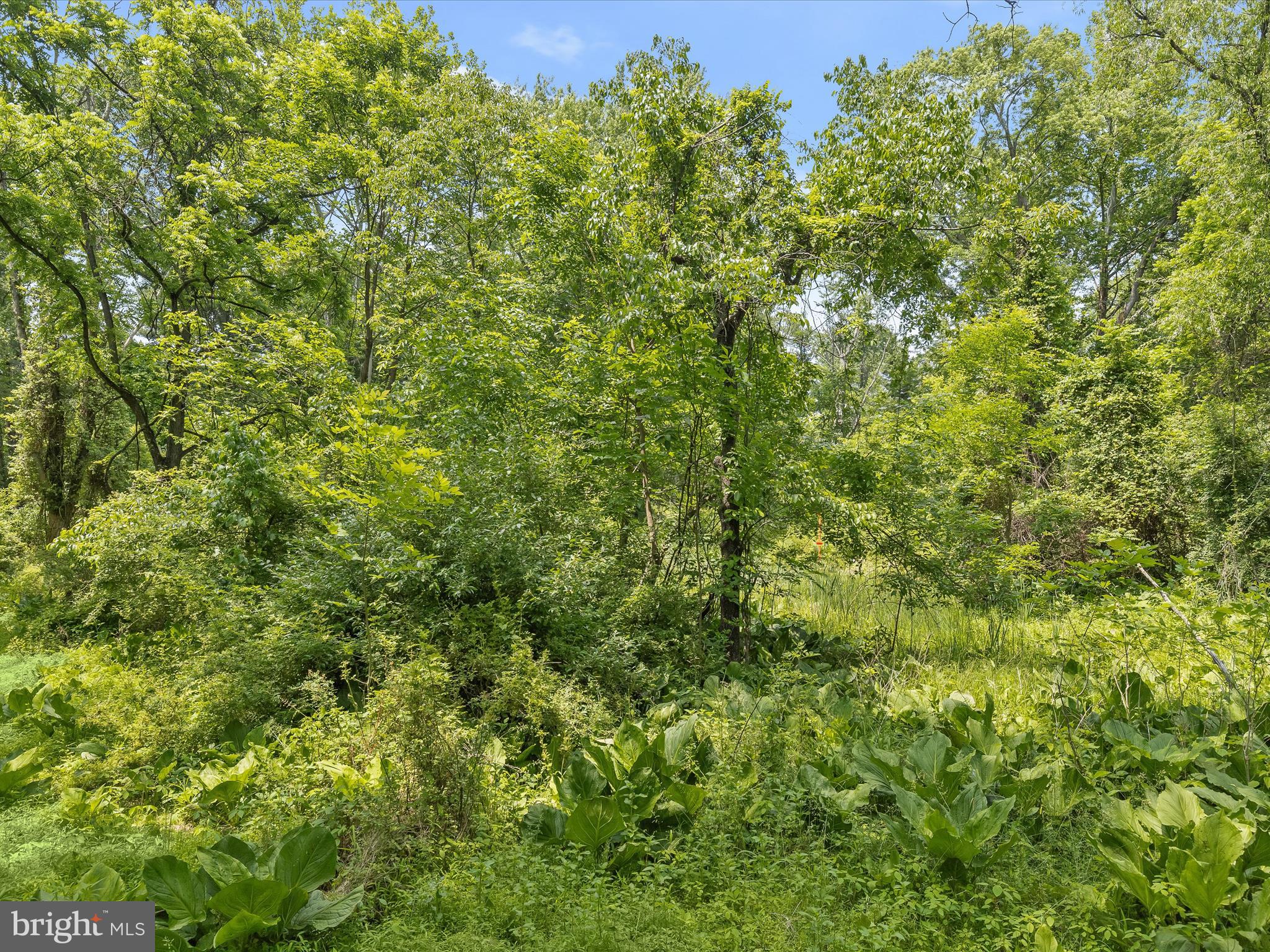 9440 Dartmouth Road Columbia, MD 21045 - Photo 3 of 13 a view of a lush green forest with large trees