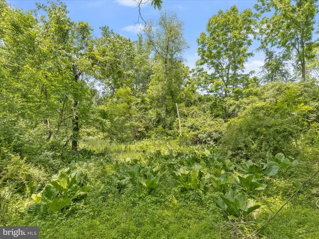 a view of a lush green forest