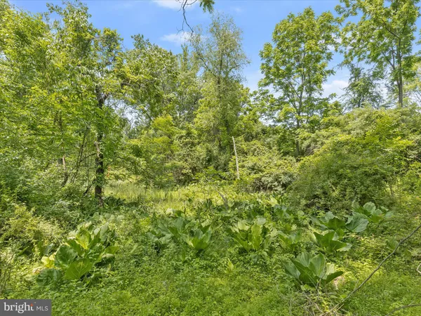 a view of a lush green forest