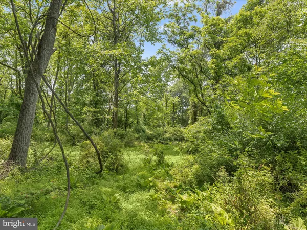 a view of a yard