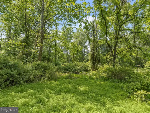 a view of a lush green forest