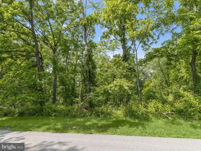 a view of a yard with plants and a tree