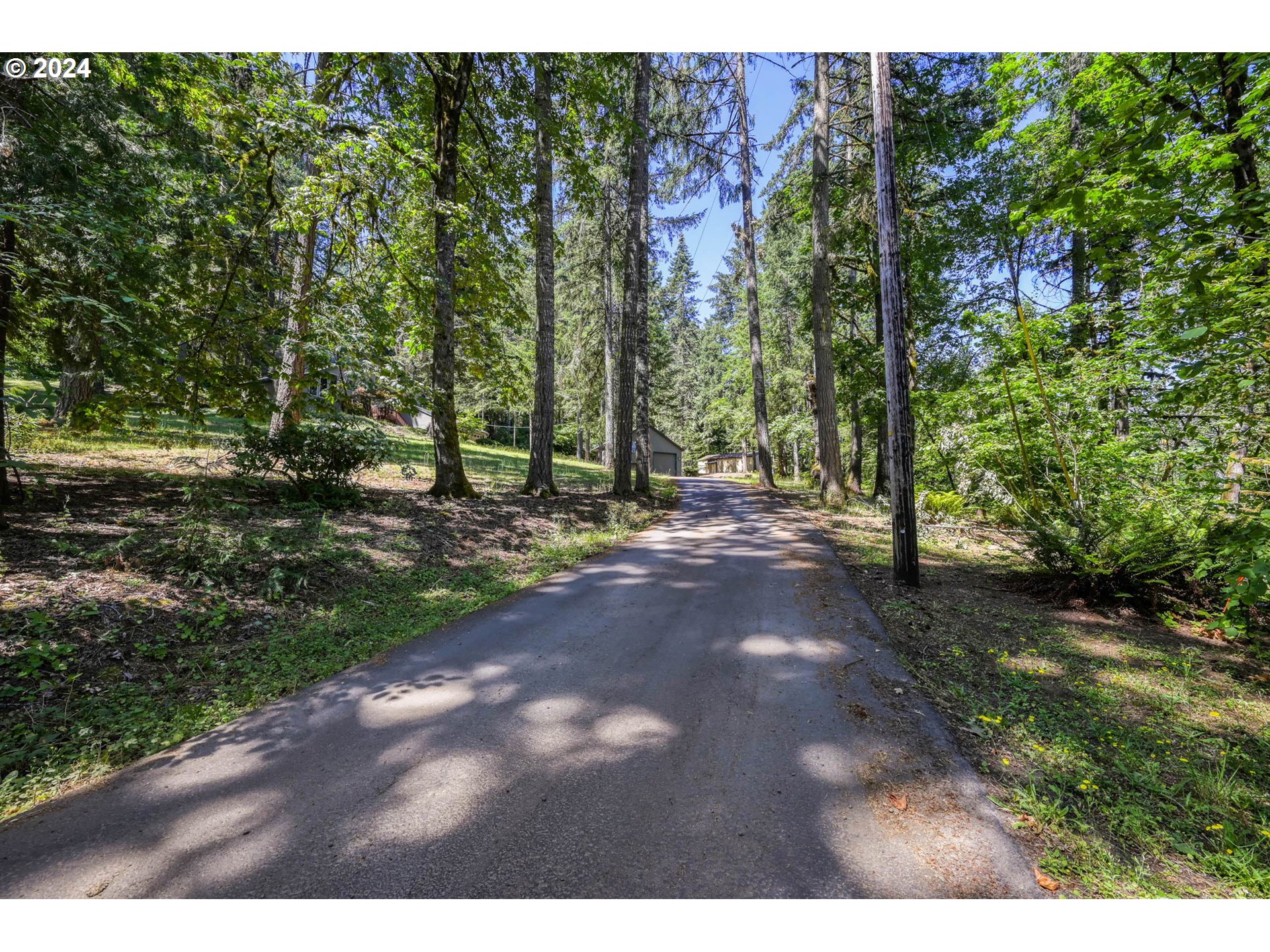 87686 Cedar Flat Road Springfield, OR 97478 - Photo 5 of 35 a view of a forest with trees in the background