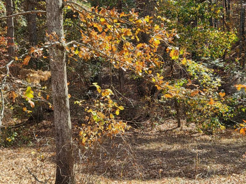 0 Keith Salem Road Ringgold, GA 30736 - Photo 2 of 11 Gallery Image 2
