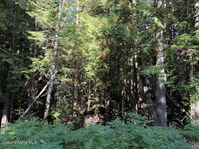 788 Gold Cup Mountain Road Laclede, ID 83841 - Photo 13 of 14 Trees
