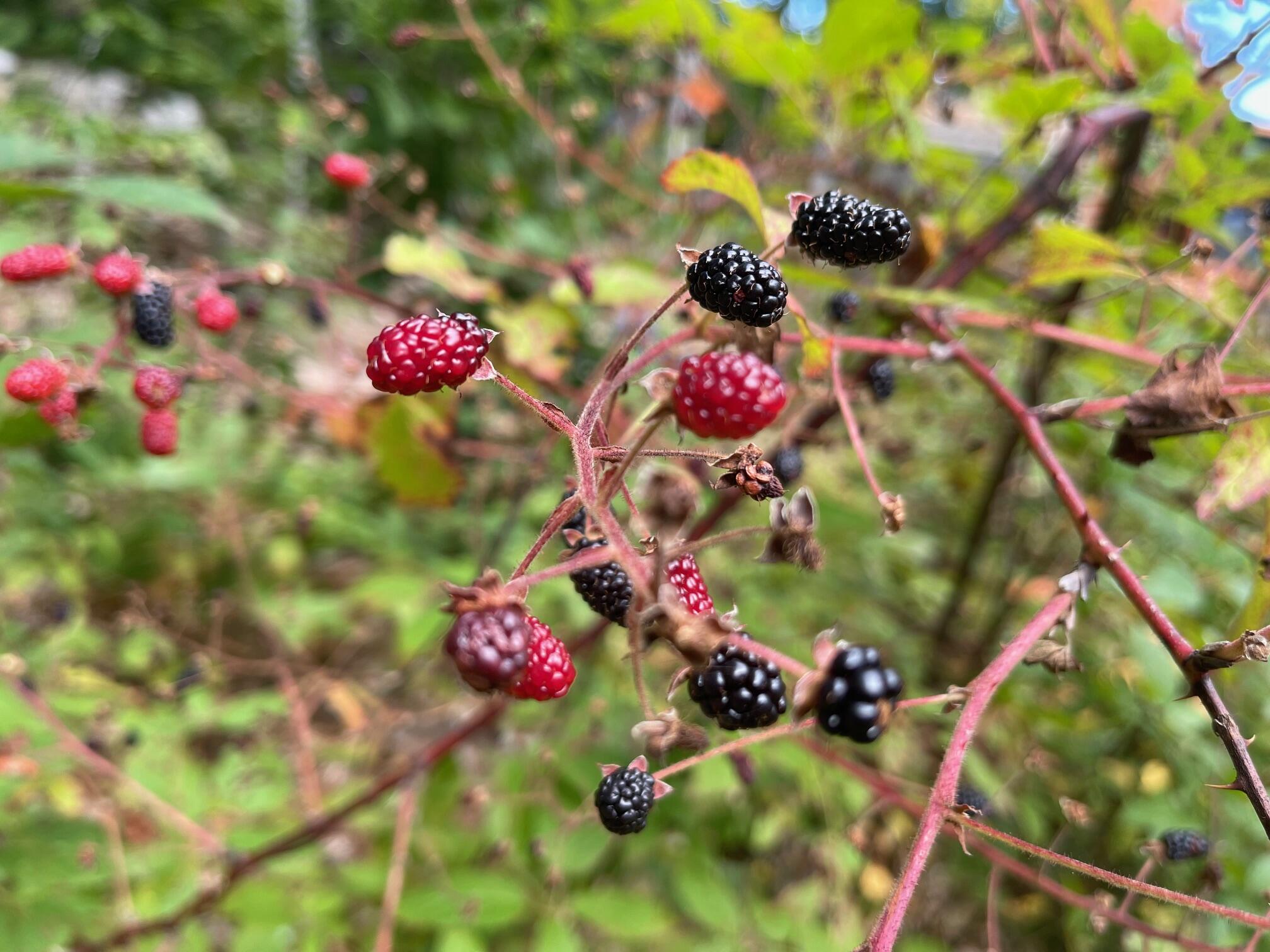 37 Alpine Drive Porter, ME 04068 - Photo 24 of 24 Bigfoot's fave