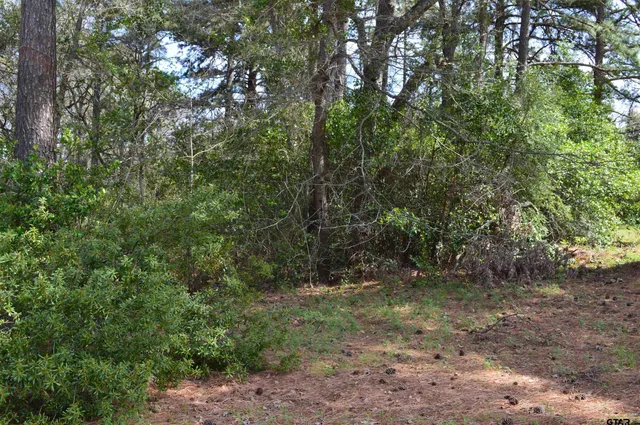 a view of a forest with trees in the background