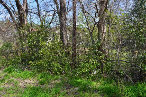 a view of a yard with a tree
