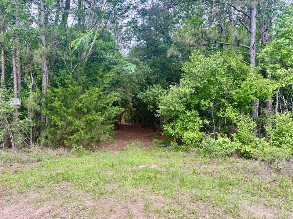 1375 County Road 1375 Warren, TX 77664 - Photo 1 of 18 a view of a yard with plants and large trees