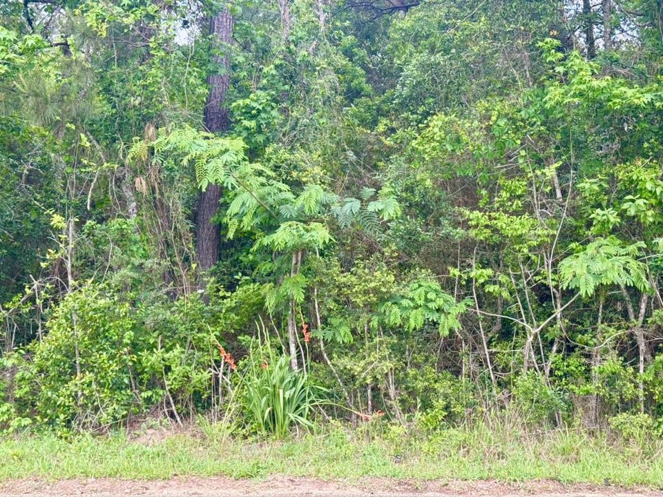 1375 County Road 1375 Warren, TX 77664 - Photo 11 of 18 a view of a lush green yard
