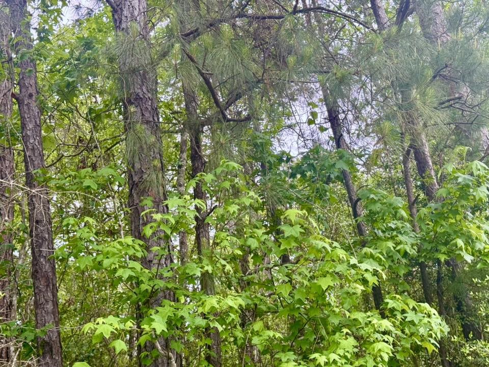 1375 County Road 1375 Warren, TX 77664 - Photo 15 of 18 a view of a lush green forest