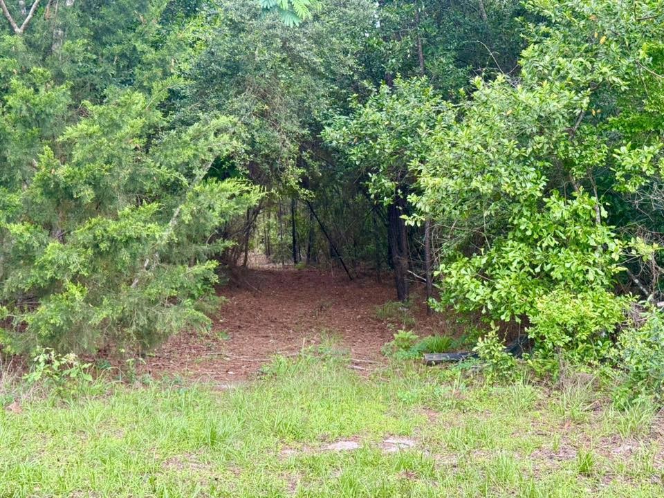 1375 County Road 1375 Warren, TX 77664 - Photo 2 of 18 a big yard with lots of green space and plants