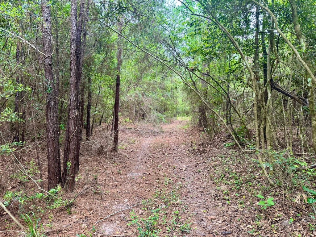 1375 County Road 1375 Warren, TX 77664 - Photo 3 of 18 a view of a forest with trees in the background