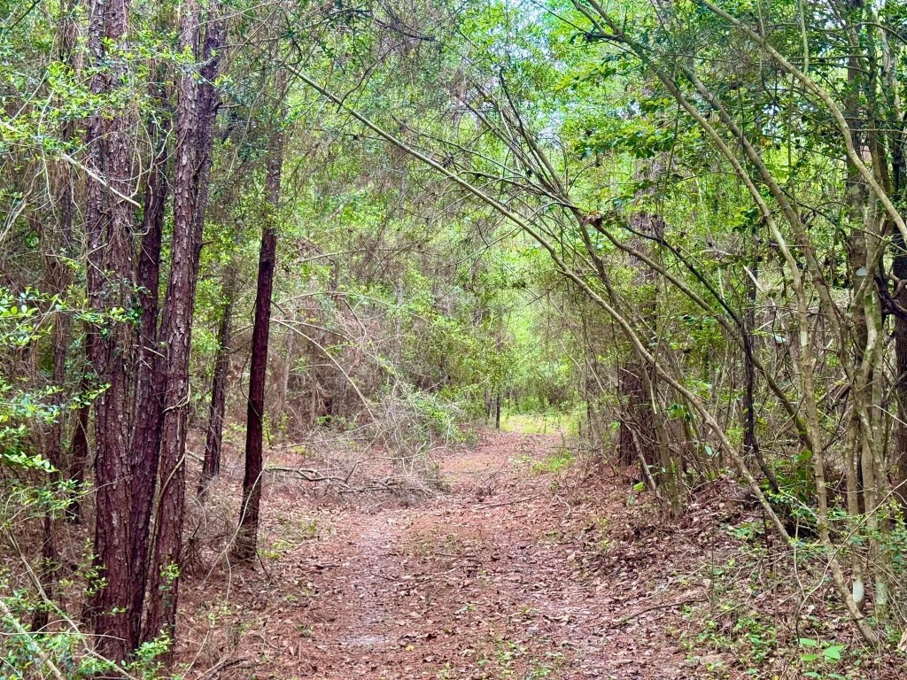 1375 County Road 1375 Warren, TX 77664 - Photo 5 of 18 a view of a forest filled with trees