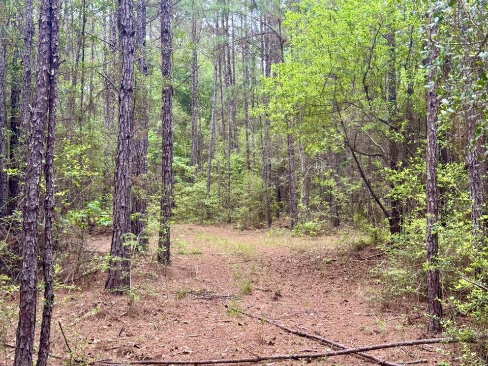 1375 County Road 1375 Warren, TX 77664 - Photo 6 of 18 a view of a yard with plants and trees