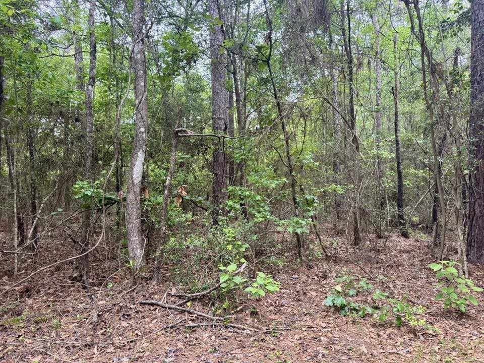 1375 County Road 1375 Warren, TX 77664 - Photo 7 of 18 a view of a forest that has large trees