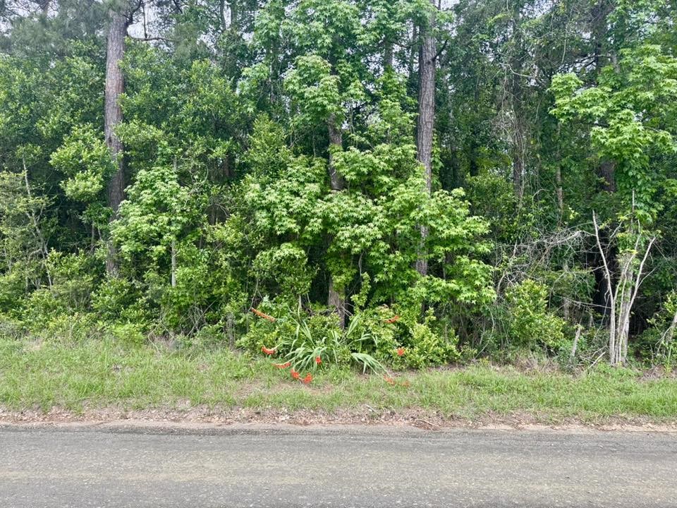 1375 County Road 1375 Warren, TX 77664 - Photo 9 of 18 a view of a yard with a tree
