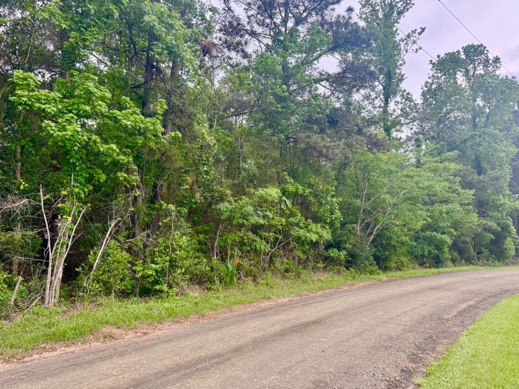 1375 County Road 1375 Warren, TX 77664 - Photo 10 of 18 a view of a yard with plants and large trees