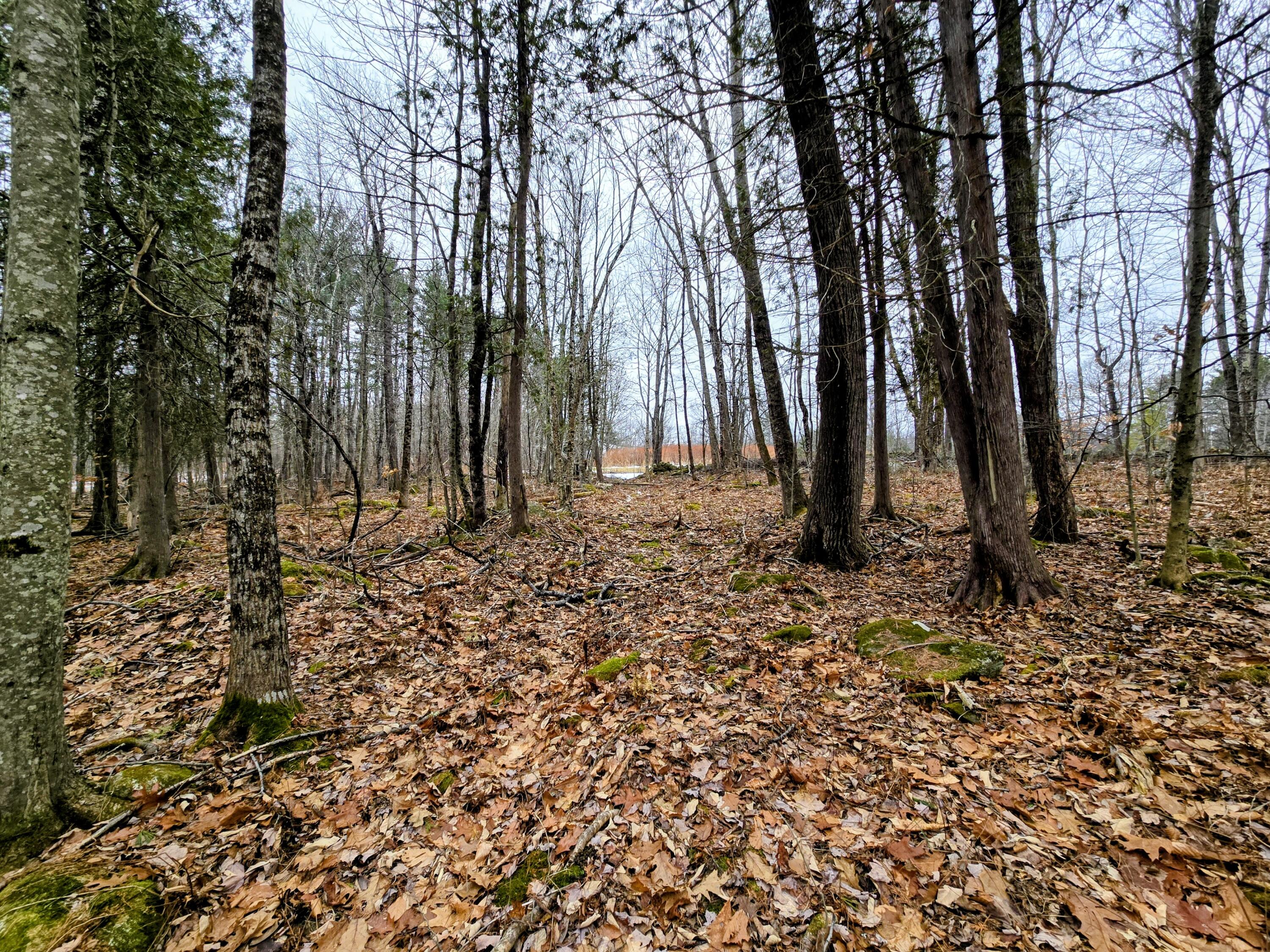 Lot 35 Moose Hill Road Livermore Falls, ME 04254 - Photo 14 of 48 Lot 35 Moose Hill Road