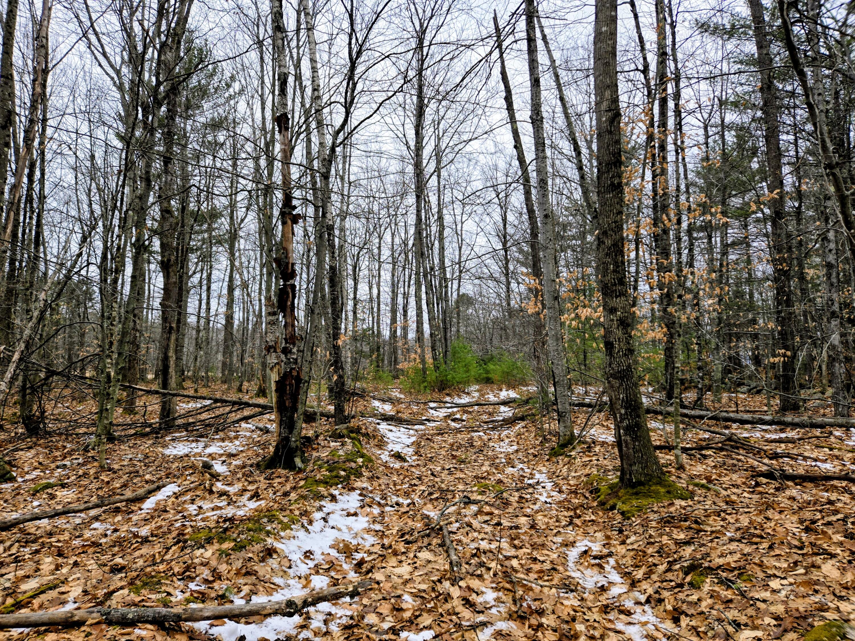Lot 35 Moose Hill Road Livermore Falls, ME 04254 - Photo 16 of 48 Lot 35 Moose Hill Road