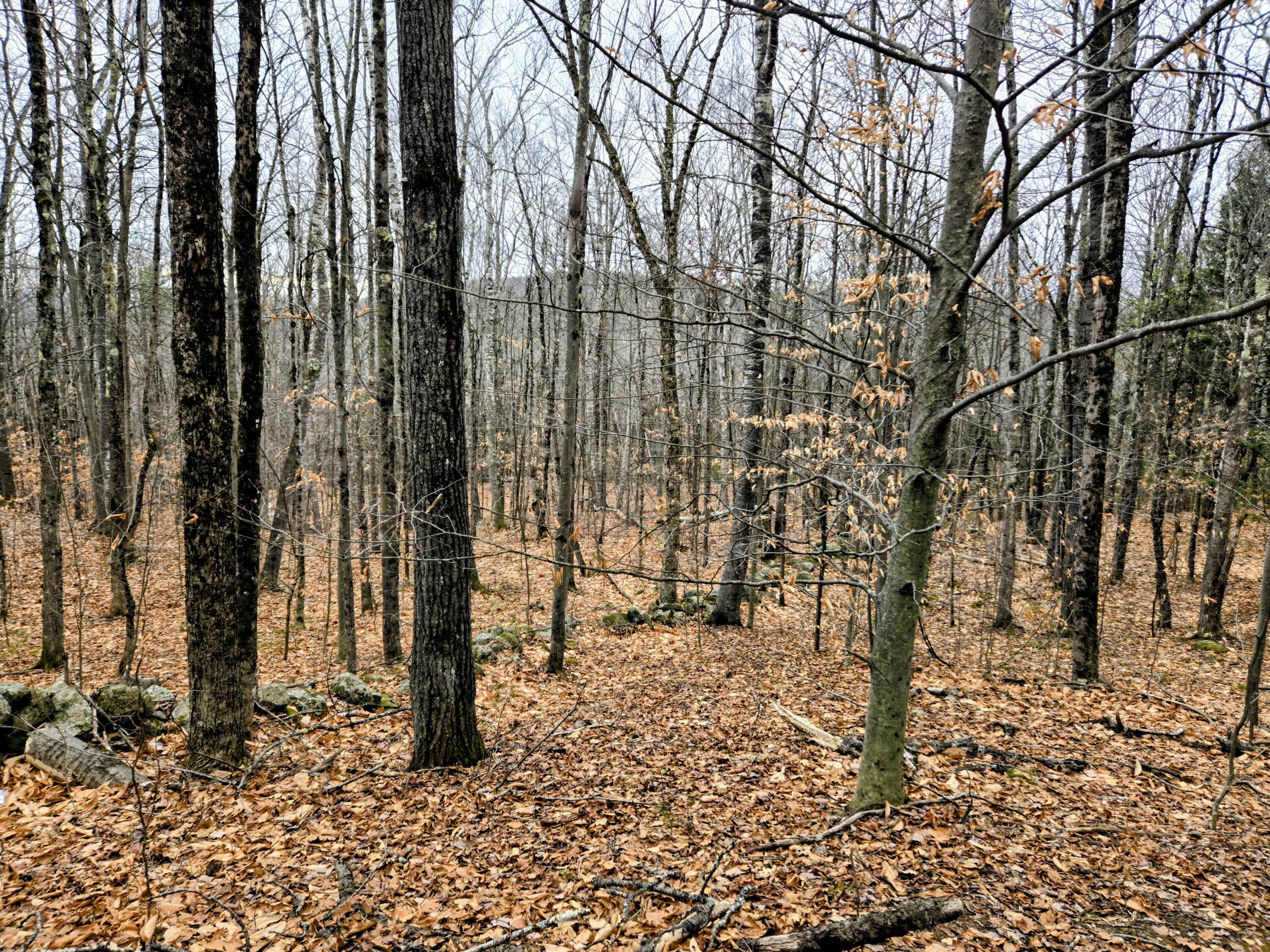 Lot 35 Moose Hill Road Livermore Falls, ME 04254 - Photo 19 of 48 Lot 35 Moose Hill Road