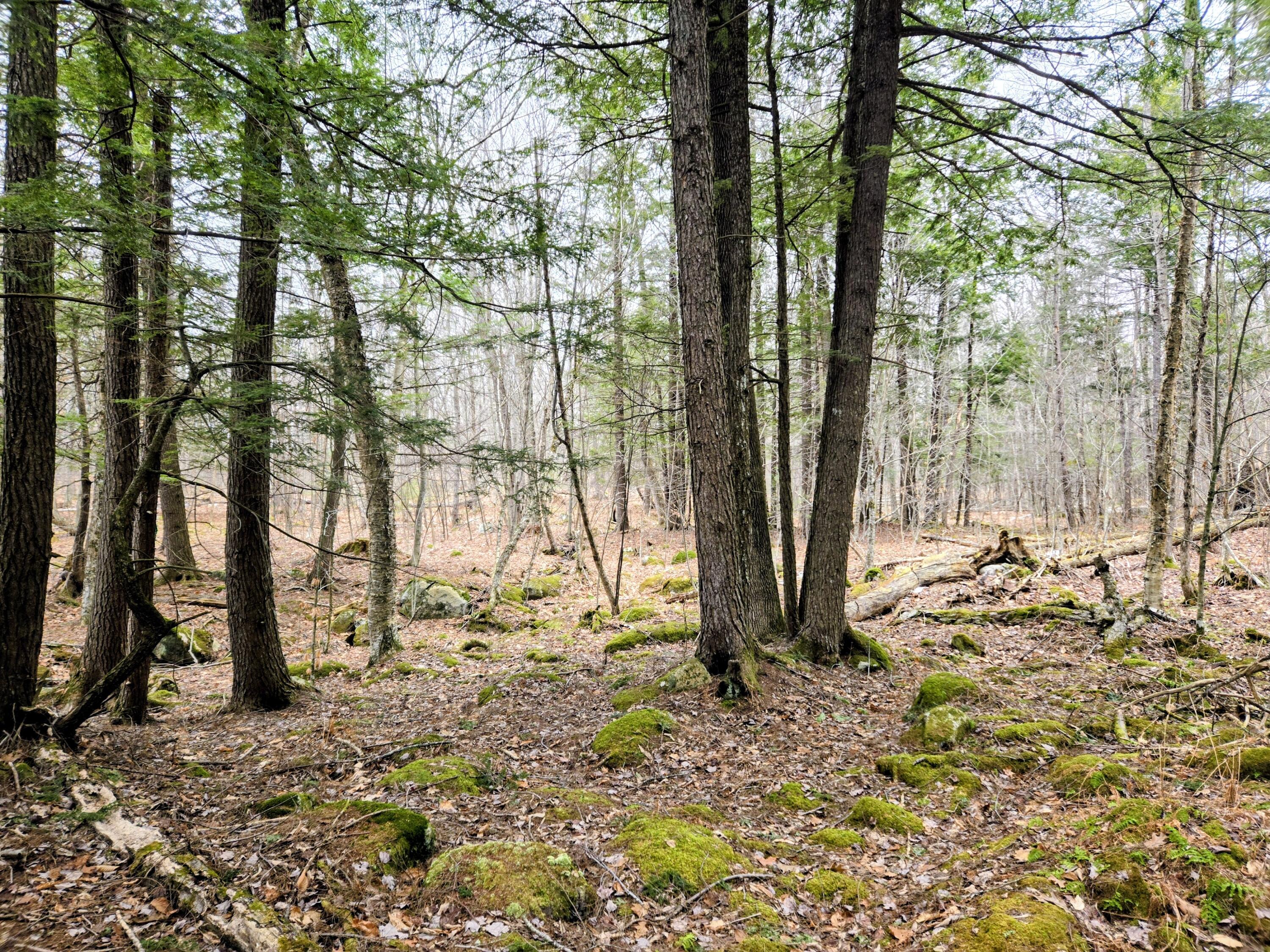 Lot 35 Moose Hill Road Livermore Falls, ME 04254 - Photo 22 of 48 Lot 35 Moose Hill Road
