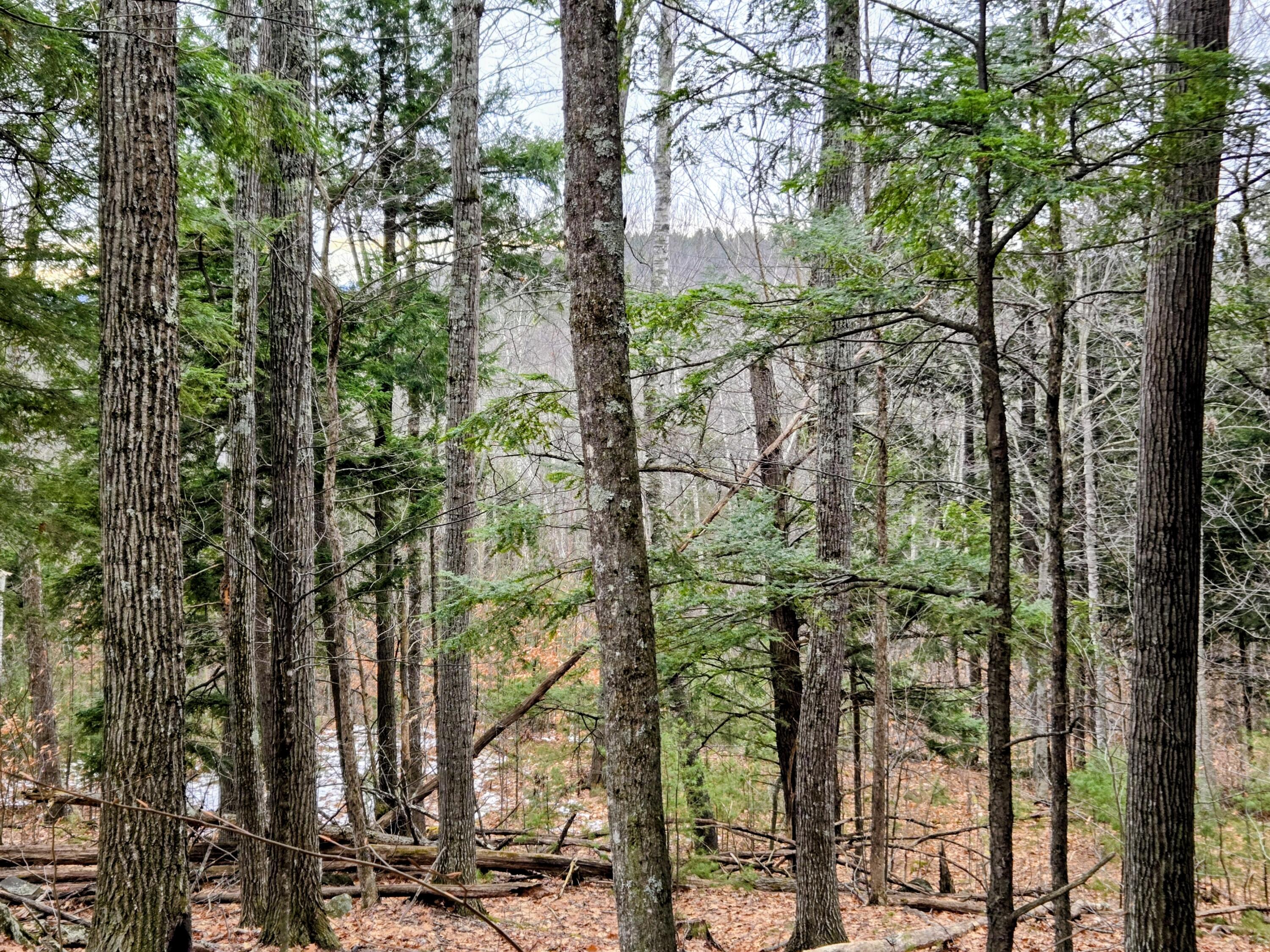 Lot 35 Moose Hill Road Livermore Falls, ME 04254 - Photo 30 of 48 Lot 35 Moose Hill Road