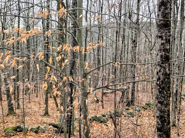 $165,000 | Lot 35 Moose Hill Road, Livermore Falls, ME 04254