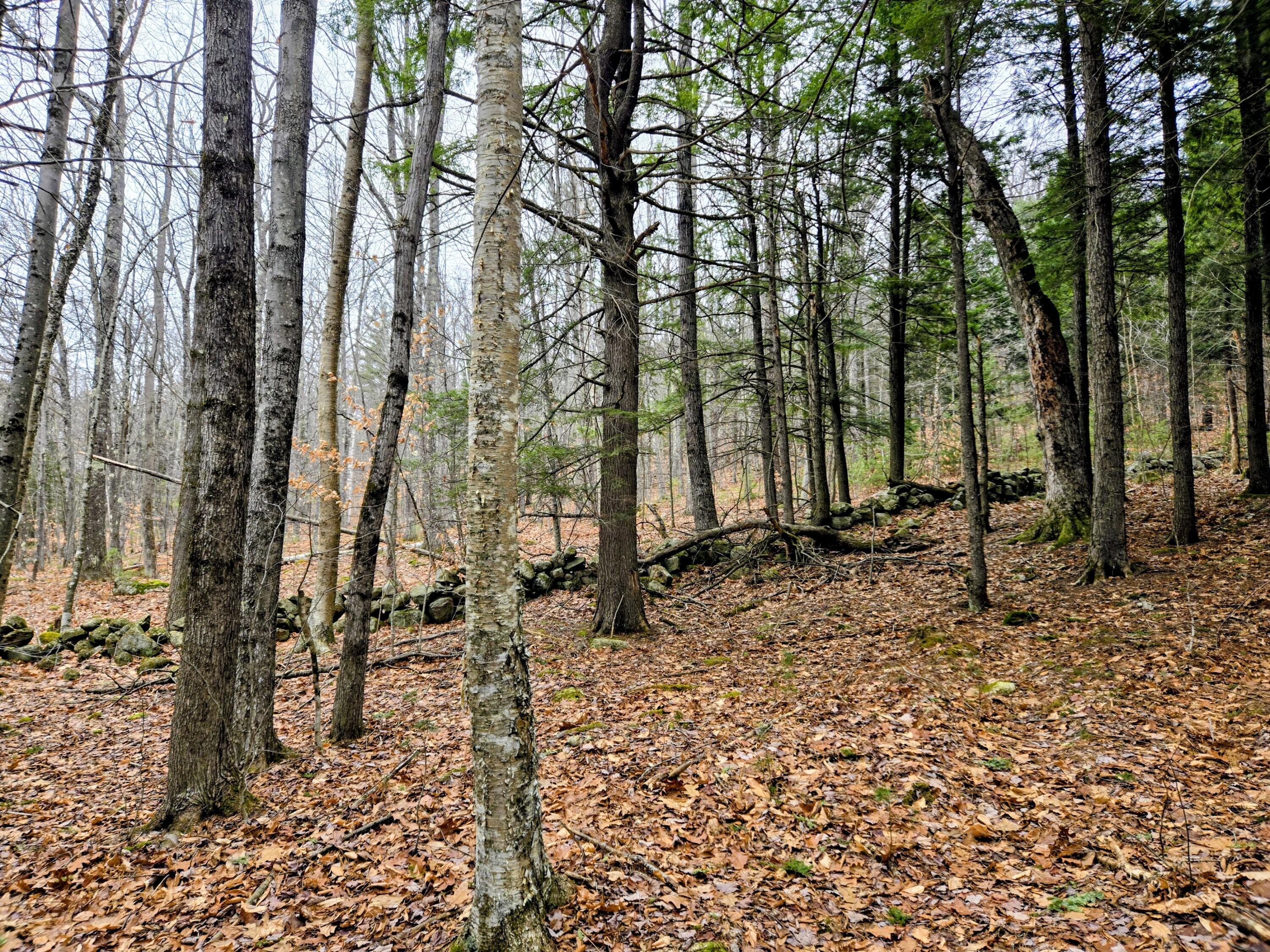 Lot 35 Moose Hill Road Livermore Falls, ME 04254 - Photo 38 of 48 Lot 35 Moose Hill Road